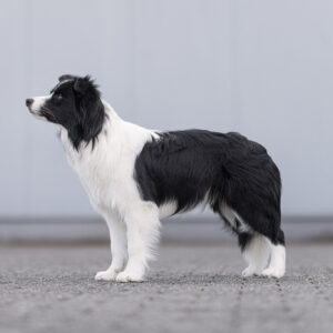 Border Collie Hündin, 8 Monate alt