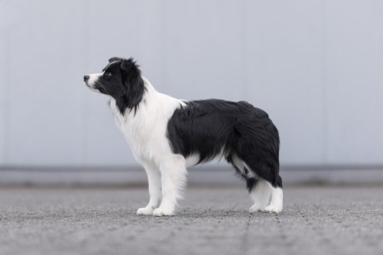 Border Collie Hündin, 8 Monate alt