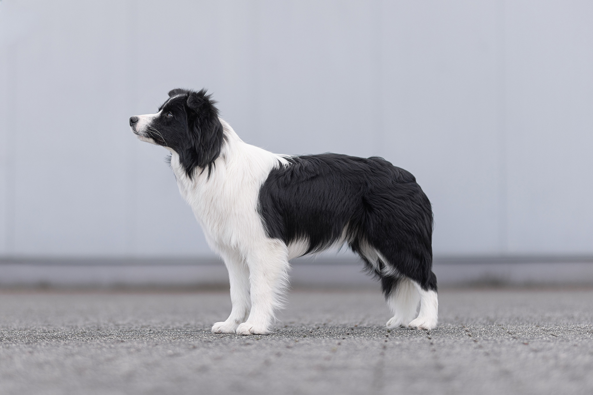 Border Collie Hündin, 8 Monate alt