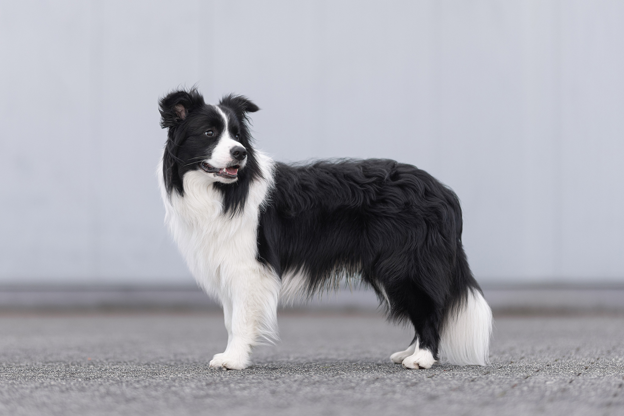 Border Collie Rüde, 8 Monate alt