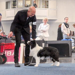 Border Collie Hündin auf in der Jugendklasse auf der Europasieger-Ausstellung in Dortmund