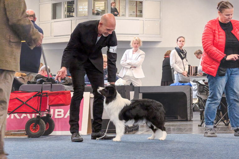 Europasieger Dortmund 2026 Border Collie Hündin auf in der Jugendklasse auf der Europasieger-Ausstellung in Dortmund