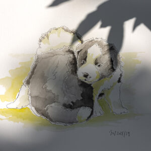 Aquarellierte Bleistiftzeichung zweier Border Collie Welpen, Schattenwurf einer verblühten Pflingstrose
