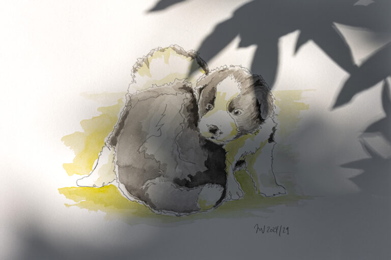 Aquarellierte Bleistiftzeichung zweier Border Collie Welpen, Schattenwurf einer verblühten Pflingstrose