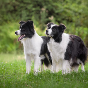 Zwei Border Collie Hündinnen aus der VDH/CfBrH Zucht Broadmeadows