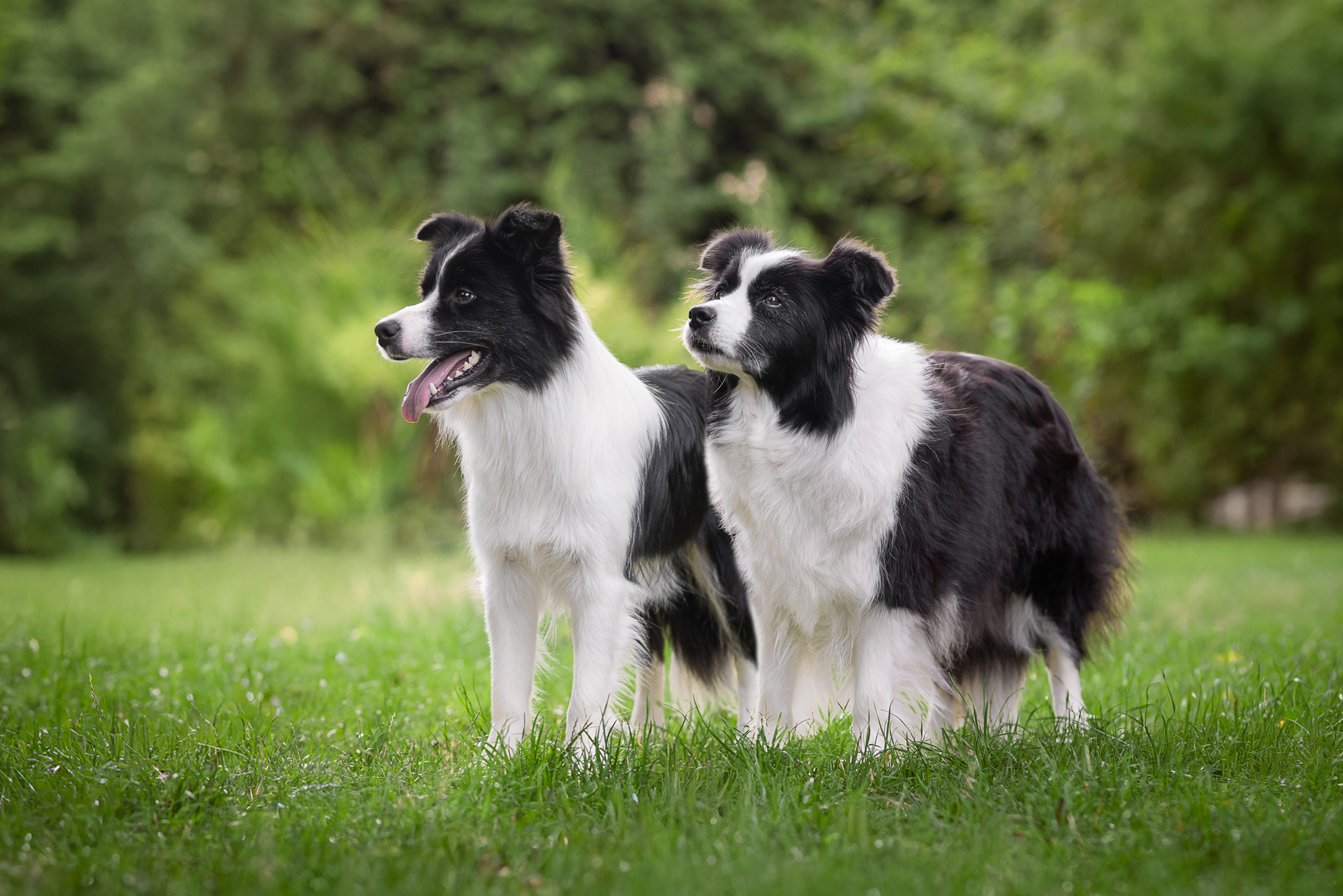Zwei Border Collie Hündinnen aus der VDH/CfBrH Zucht Broadmeadows