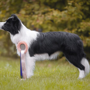 Broadmeadows Love at First Sight, Border Collie Hündin, 13 Monate alt