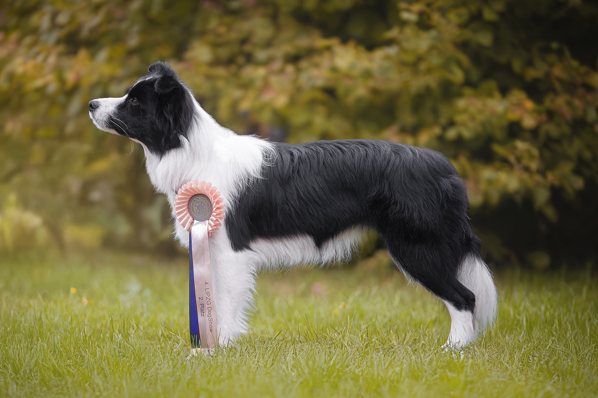 Broadmeadows Love at First Sight, Border Collie Hündin, 13 Monate alt