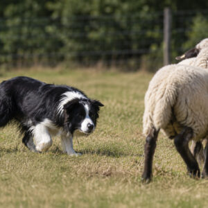 Border Collie beim Hüten