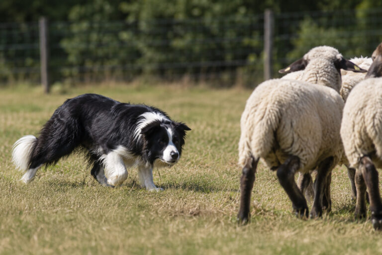 Die ursprüngliche Berufsbeschreibung Border Collie beim Hüten