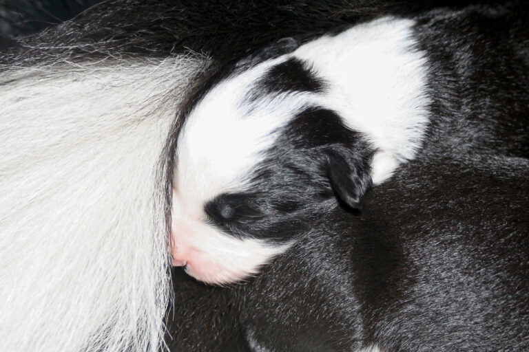 Schwarz-weißer Border Collie Welpe