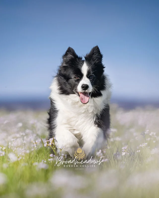 Wort gegen Hund.

»Nein« ist ein kurzes Wort. Hart. Klar. Unverrückbar. In der Theorie. In der Praxis hingegen: ein schillernder Begriff mit multiplen Bedeutungsfacetten – je nach Tonfall, Tagesform und Hormonlage des Absenders.

Für den Menschen bedeutet »Nein«: Unterlass das bitte. Sofort. Und vollständig. Für den Hund bedeutet »Nein« oft: Eine Form von akustischer Begleitung zur aktuellen Tätigkeit. Eine Art Kommentar aus dem Off. Vielleicht sogar: ein Dialogangebot.

In seiner ursprünglichen Funktion als Abbruchsignal gedacht, ist »Nein« mittlerweile zu einem Signal mit unklarem Ausgang verkommen. Denn wer »Nein« sagt, aber dabei auf dem Sofa sitzen bleibt, sagt in Hund: »Nicht ideal, aber wenn du dich dabei wohlfühlst, mach ruhig weiter.«

Die semantische Unschärfe des »Nein« ergibt sich dabei nicht allein aus mangelnder Konsequenz. Sondern auch aus seiner inflationären Verwendung. Wer »Nein« beim Aufstehen sagt, beim Gassigehen, beim Türenöffnen und beim Anspringen, hat am Ende ein Wort geschaffen, das alles und nichts bedeutet. Ein akustisches Schulterzucken.

Der Hund, als aufmerksamer Beobachter der menschlichen Widersprüche, lernt schnell: »Nein« ist kein Verbot, sondern ein Wetterbericht. Eine Tonlage. Ein Hinweis auf mögliche Missbilligung – die aber keine Folgen hat. Oder wie es in der hundephilosophischen Literatur heißt: »Ein Nein ohne Handlung ist wie ein Riegel ohne Schloss: dekorativ, aber weitgehend nutzlos.«

Natürlich ließe sich das beheben. Man könnte »Nein« nur sagen, wenn man es auch wirklich meint. Und es dann durchsetzt. Aber das würde ein Maß an Konsequenz erfordern, das dem westlichen Haushund im Jahr 2025 schlicht nicht mehr zumutbar ist. Und dem Menschen auch nicht. So bleibt das »Nein« ein Wort mit Potential. Ein Vorschlag. Eine Denkrichtung. Und manchmal – mit viel Glück – sogar ein Signal.