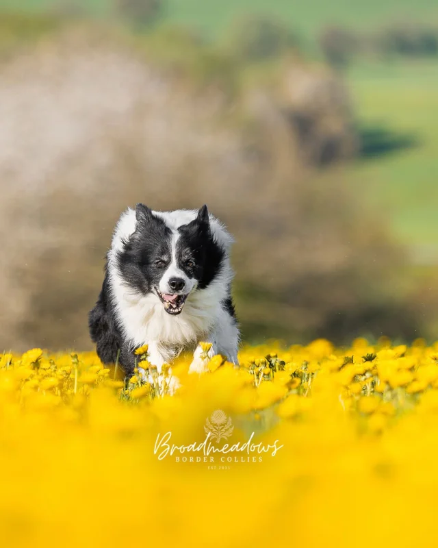 Es gibt Tage im Jahr, an denen ich den Hunden gerne erklären würde, dass wir nicht Spazierengehen können. Also in etwa, dass im Wald ein Rudel freilaufender Ophtalmologen gesichtet worden ist, die wild entschlossen jeden Hund einer unfreiwilligen Gonioskopie unterziehen. Oder dass die Feldwege wegen Markierungsarbeiten nicht betreten werden dürfen und wir deshalb zuhause bleiben müssen. Ich weiß nicht, ob sie mir das glauben würden. Aber erst einmal klingt das, als ließe sich damit dem vielleicht größten Übel unserer Zeit entgehen: dem Feiertagswanderer.

Diese Spezies lässt sich vor allem im Frühjahr beobachten – beste Gelegenheiten bieten sich am 1. Mai sowie am Donnerstag nach dem fünften Sonntag nach Ostern. Das Aufkommen zwischen den Jahren – regional als Grenzgang bezeichnet – fällt geringer aus. Charakteristisch für den Feiertagswanderer ist sein massenhaftes Auftreten in Gebieten, die sonst nur von ruhesuchenden Hundebesitzern frequentiert werden. Seine Wanderung ist selten Selbstzweck, sondern Ausdruck einer gesellschaftlich vermittelten Idee von Geselligkeit, Bewegung und Dosenbier. Typologisch treten innerhalb der Spezies auf:

1. Der Mikrofonierte: Er tritt meist im Rudel auf. Das Alphatier trägt einen Lautsprecher, aus dem Musik ertönt, die so klingt, als hätte Helene Fischer ein Kind mit einem Traktor gezeugt. Auf Gesprächsebene herrscht Schreien – nicht, weil gestritten wird, sondern weil der Bass selbst die Amseln von den Bäumen wummert.

2. Die Fragerin: Sie hat einen mittelhessischen Dialekt und eine große Leidenschaft für Fragen. Klassiker: »Derf isch mol frooche, was des fer e Rass iss?« Es folgt ein Gesprächsangebot über Zucht, Auslandstierschutz und den Dackel von Tante Getrud.

3. Der Grillwanderer: Er zieht ein Bollerwägelchen. Darin: Fleisch mit Marinade, Grillkohle, drei Kinder, eine Aluflasche Korn und ein faltbarer Campingstuhl. Dazu gehört eine Frau, die vielleicht Gabi, vielleicht Claudia heißt und lieber auf der Baumelbank sitzen geblieben wäre.

Ich habe gelernt: Es ist besser, an solchen Tagen einfach zuhause zu bleiben. Im Garten ist es auch schön. Schön ruhig. Und man muss keine Angst vor Menschen haben.