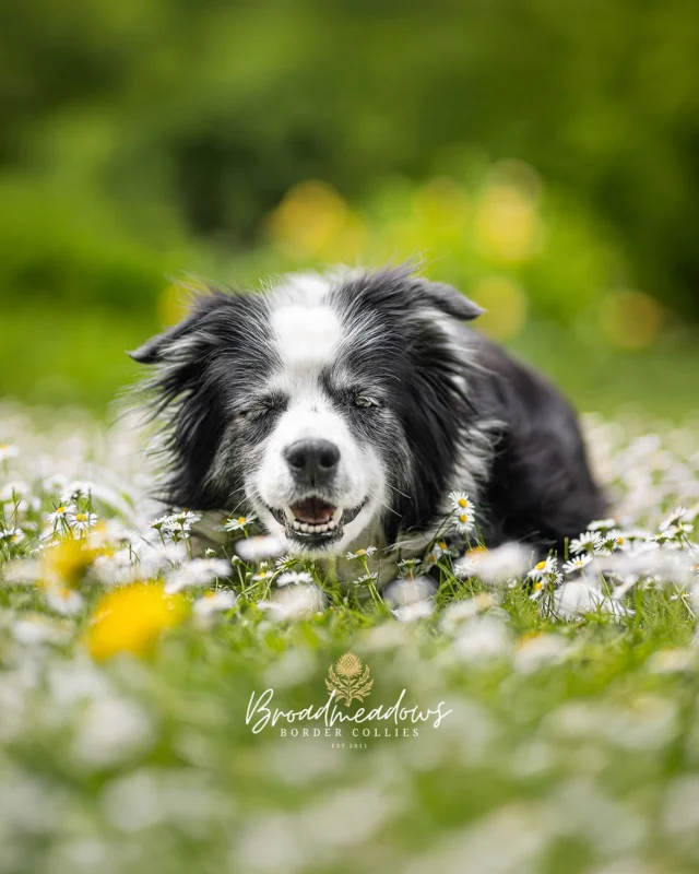 Ich erzähle ja schon seit langem gerne, dass in Nell insgeheim meine Großmutter steckt. So ganz ohne Familie konnte die es nicht aushalten, und weil zur Reinkarnation gerade nur ein Hundewelpe bereitstand, war der vielleicht nicht die erste, dann aber doch die allerbeste Wahl, um bei den Lebenden nach dem Rechten zu sehen. Je älter Nell wird, desto offensichtlicher werden auch die Parallelen. Oder besser: desto schlechter gelingt es meiner Großmutter zu verheimlichen, dass sie in Wahrheit gar kein Hund ist. 

Das leise Schnaufen, der watschelnde Gang – selbst der Geruch, der immer dann den ganzen Raum erfüllte, wenn die beigen Haushaltsschuhe von den bestrumpfhosten Füßen gestreift wurden, scheint sich in das vierbeinige Nachleben hinüber gerettet zu haben. »Ohjo, nä!«, würden beide dem wahrscheinlich entgegnen – oder »Ohjojo, nä!«, als Steigerungsform – was im regionalen Sprachgebrauch traditionell grundverschiedene Dinge bedeuten kann und je nach Betonung entweder vollste Zustimmung oder größtmögliche Empörung meint. Und Grund, sich zu empören, den gab und gibt es eigentlich immer. Weil sich mit der entsprechenden Haltung fast allem mit einem leiernden »Ohjojojojo, nä!« begegnen lässt.

Vielleicht ist sie auch deshalb noch da. Weil sie noch etwas zu Ende bringen will. Weil sie sichergehen muss, dass niemand die Gardinen falsch aufhängt. Weil sie irgendwo in der Armlehne von irgendeinem Sessel eine Tafel Nussschokolade versteckt hat, die noch gegessen werden muss. Oder weil der Kartoffelsalat zu Weihnachten noch immer nicht wie ihrer schmeckt. Wahrscheinlich geht sie erst, wenn sie sich davon überzeugt hat, dass wir das auch alleine hinbekommen.

Meine Großmutter wurde 1925 geboren. In ihrem Leben ist sie vielleicht dreimal aus ihrem Dorf im Westerwald hinaus gekommen. Sie hätte gekonnt. Wenn sie gewollt hätte. Aber wenn man sie gefragt hat, wo es am schönsten ist, hat sie gelächelt, sich die Hände an ihrer rosa Kittelschürze abgestreift, und gesagt: »Doheem«. Wegen der Nussschokolade, die sie gut versteckt hatte. Und weil man sich am liebsten über die Dinge empört, die man kennt.

Ach, Nell. Ach, Oma.