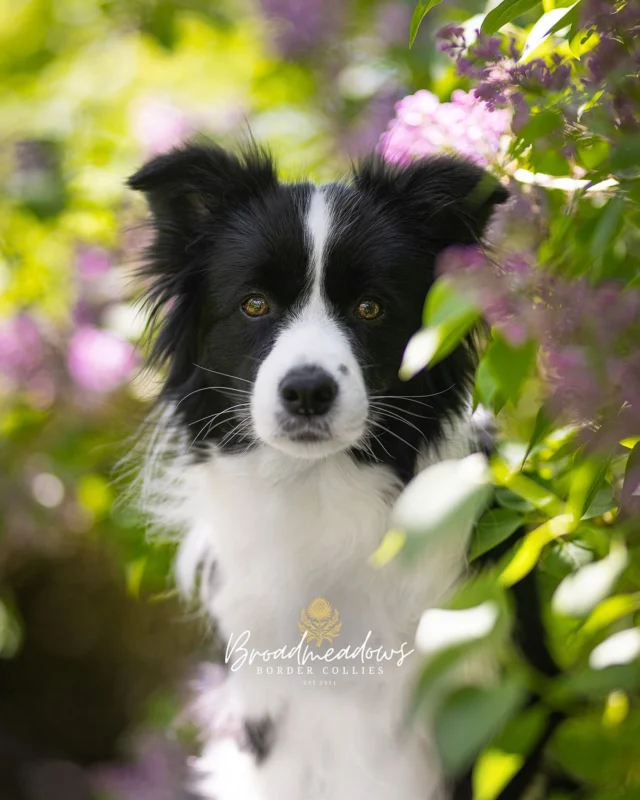 Wort gegen Hund.

»So« ist kein Kommando, sondern ein Zustand. Ein Klammerausdruck des Alltags. Ein Geräusch, mit dem der Mensch die Szene wechselt. Und genau darin liegt das Problem.

»So« kann alles bedeuten. Anfang. Ende. Pause. Fortsetzung. Es hängt davon ab, wann, wie und mit welcher Tonlage es gesagt wird. Es gibt »So!« mit Ausrufezeichen – energisch, motivierend, vor einer Handlung. Und es gibt »Sooo …« mit mehreren Punkten – gedehnt, resignativ, nach einer Handlung. Für den Hund klingt beides gleich. Und meint beides oft: nichts.

»So« vor einer Übung heißt: »Jetzt geht’s los.« »So« nach einer Übung heißt: »Jetzt ist’s vorbei.« Und mittendrin heißt es: »Ich bin unsicher, aber sage was, damit es nicht so auffällt.« Der Hund aber kennt keine Zwischentöne. Er hört »So« – und fragt sich: Geht’s jetzt los? Ist es vorbei? Muss ich aufpassen? Oder darf ich gehen?

Die doppelte Verwendbarkeit von »So« macht es zu einem besonders tückischen Begriff in der Mensch-Hund-Kommunikation. Denn er steht nie für sich. Sondern immer im Kontext. Nur kennt der Hund diesen Kontext nicht. Er weiß nicht, ob das Training beginnt oder endet. Ob das Spiel losgeht oder aufhört. Er sieht nur den Menschen, der sagt: »So.« Und wartet.

In der semiotischen Analyse gilt »So« als Übergangssignal mit unklarer Laufrichtung. Ein akustisches Drehkreuz ohne Plan. Es bietet Orientierung durch Verwirrung. Und genau deshalb ist es so beliebt. Denn »So« ist ein Gefühl. Kein Befehl. Kein Lob. Keine Freigabe. Sondern eine Atmosphäre. Eine Geste der Handlungslosigkeit.

Der Hund neigt deshalb dazu, »So« grundsätzlich zu seinen Gunsten zu interpretieren und entsprechende Handlungen folgen zu lassen. Der Mensch erhebt sich vom Sofa und sagt »So« – also geht’s jetzt los! Los in den Garten! Los ins Abenteuer! Los ins Leben! Der Hund springt also auf, voller Vorfreude. Nur um festzustellen: Der Mensch wollte sich bloß einen Joghurt holen. Für sich.

»So«, denkt der Hund. Und legt sich wieder hin. Bis es wieder »So« macht. Vielleicht meint es ja dann wirklich ihn.