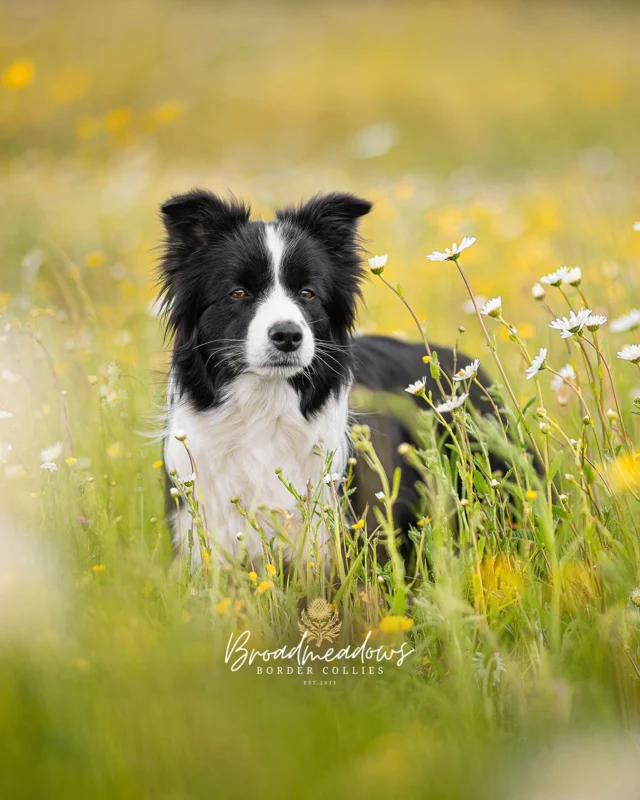 Wort gegen Hund.

»Ja« ist kein Kommando. Es ist eine Angewohnheit. Und damit brandgefährlich. Denn »Ja« klingt nach Zustimmung, wird oft als Bestätigung benutzt – meint aber so ziemlich alles, je nachdem, mit welchem Satz es verknüpft ist.

Der Mensch sagt »Ja, fein!«, »Ja, komm mal her«, »Ja, nicht so schnell«, »Ja, was machst du denn da?« – und jedes Mal bedeutet das »Ja« etwas anderes. Für den Hund entsteht daraus ein semantisches Rätsel mit wechselnder Lösung. »Ja« ist wie ein Puzzlestück, das nie ganz passt, aber trotzdem immer benutzt wird.

In der Mensch-Hund-Kommunikation ist »Ja« das Chamäleon unter den Begriffen. Es ist kein klares Signal, sondern ein Laut mit positiver Grundstimmung – manchmal als Lob, manchmal als Einstieg, manchmal als belangloses Echo. Der Hund lernt schnell: »Ja« heißt irgendwas Gutes. Oder irgendwas mit mir. Oder irgendwas mit allem.

Das Problem: Weil »Ja« nie alleine steht, sondern immer etwas nach sich zieht oder einleitet, ist es für den Hund kein Befehl, sondern ein akustisches Fragezeichen. Es weckt Erwartungen. Es aktiviert. Es schärft die Sinne. Und wenn dann nichts passiert, bleibt beim Hund eine Mischung aus Enttäuschung und grundloser Euphorie zurück.

In der linguistischen Betrachtung ist »Ja« ein sogenanntes kontextabhängiges Verstärkungssignal – ein Wort, das seine Bedeutung nur aus dem Satzumfeld bezieht. Beim Menschen funktioniert das gut. Beim Hund führt es zu Verwirrung, Missverständnissen und übermotivierten Reaktionen. Denn der Hund hört »Ja« – und denkt: Jetzt passiert was! Jetzt geht’s los! Jetzt darf ich mitdenken! Und dann kommt: nichts. Oder schlimmer noch: der Einkaufszettel.

Trotzdem bleibt »Ja« ein beliebter Alltagslaut. Es signalisiert Nähe, Freundlichkeit, Kontakt. Und in seiner ganzen Unschärfe ist es vielleicht genau deshalb so erfolgreich: Weil es alles heißen kann – und nichts. Und weil der Hund daraus macht, was gerade passt. Im Zweifel: Freude.

Oder, wie der Hund denkt: »Ich habe keine Ahnung, was du meinst. Aber du klingst nett. Ich bin dabei.«