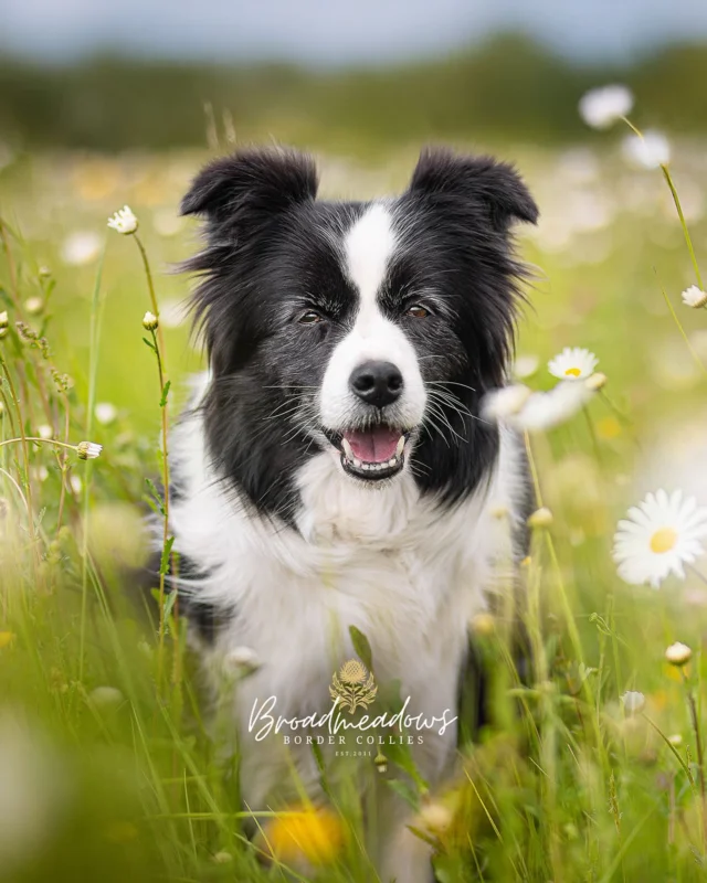 Neulich rief mich wieder jemand an. Ein junger Hund, nicht mehr ganz Welpe, nicht ganz erwachsen. »Der macht uns fertig«, hieß es. Man habe alles versucht. Man sei verzweifelt. Ob ich einen Tipp hätte. Oder jemanden, der ihn vielleicht nehmen könne.

Ich bekomme solche Anrufe öfter. Weniger als Züchter. Mehr als Vorsitzender einer Landesgruppe in einem Zuchtverein. Als jemand, von dem man sich Hilfe verspricht – auch wenn man eigentlich gar kein Mitglied ist. 

Die Frage, die sich mir dabei immer wieder stellt:

Was, wenn dieser Hund nicht zu dir passt? Nicht, weil er zu viel bellt. Oder zu wenig hört. Nicht, weil er schwierig ist. Sondern, weil du dachtest, ein Hund sei ein Versprechen – und nicht: eine Verantwortung.

Du wolltest Harmonie. Und hast Chaos bekommen. Du wolltest Verständnis. Triffst aber nur auf Widerstand. Du wolltest Kontrolle. Und hast gelernt, dass Erziehung nicht mit Erwarten beginnt – sondern mit Verstehen.

Vielleicht ist das das Problem. Nicht der Hund. Sondern das Bild, das du vorher von ihm hattest. Eines, das in deiner Vorstellung so viel besser aussah. Eines, das nicht nervös wird, wenn nichts geschieht. Das nicht knurrt, wenn es bedrängt wird. Und keine Passanten anpöbelt, wenn ihr das Haus verlasst.

Vielleicht war es ein Irrtum zu glauben, dass ein Hund sich deiner Welt anpasst. Dass er funktioniert. Reagiert. Gehorcht. Vielleicht war der größere Irrtum, dass du dachtest, du selbst müsstest dich dafür nicht verändern.

Denn Hunde tun nicht das, was du willst. Sie tun das, was sie gelernt haben. Was sie brauchen. Was sie sind. Und du – musst damit klarkommen. Oder du nennst es »Problemverhalten«.

Vielleicht ist das das Missverständnis unserer Zeit: Wir wollen keine Bindung. Wir wollen Performance. Wir wollen Tiere, die sich benehmen wie Menschen – und Menschen, die sich benehmen wie Filter.

Also: Nein, ich habe keine Patentlösung. Dieser Hund ist nicht falsch. Er ist einfach nur echt. Die Frage ist: Bist du es auch? Oder rufst du lieber jemanden an, der dir sagt, was du hören willst?