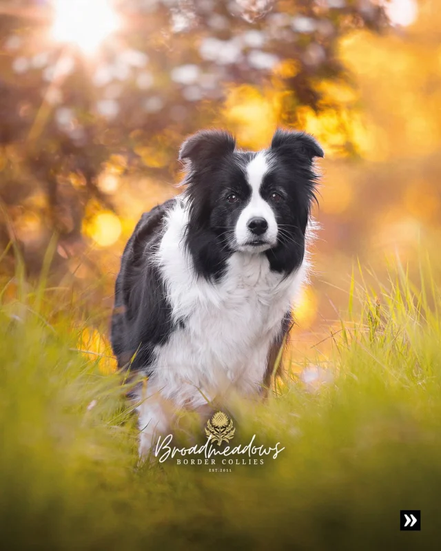 Tierschutz ist notwendig. Keine Frage. Und auch die Aufklärung über Defektzuchten ist unverzichtbar. Das sehe ich als Mensch so. Als Züchter. Und auch als Funktionär in einem Hundezuchtverein. Aber was ich ablehne, ist Fanatismus. 

Wo Haltung in Hass kippt, wo Wissenschaft zur Meinungssache wird, wo komplexe Fragen durch Gleichmacherei ersetzt werden, da geht es nicht mehr um Tiere. Sondern nur noch um die Agenda, Das persönliche Profil. Oder die entsprechende Neurose. 

Ich glaube, es gibt Menschen, die wirklich helfen wollen – Tieren, anderen, der Welt. Und dann gibt es die, die irgendwann vergessen haben, worum es am Anfang ging. 

Weil der Wunsch, recht zu haben, nicht dasselbe ist wie der Wunsch, etwas richtig zu machen.