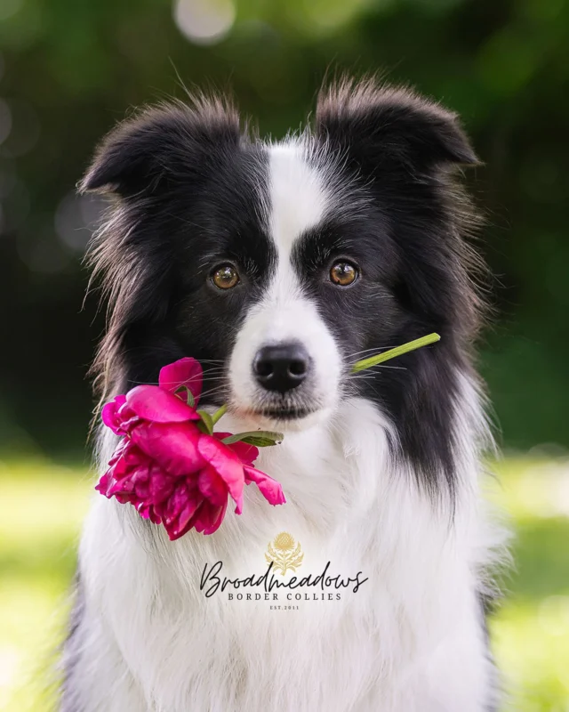 Man könnte den Tag auch damit verbringen, auf dem Sofa zu liegen und darüber nachzudenken, ob es irgendwo eine Bedienungsanleitung für das Leben gibt – aber stattdessen meldet sich draußen die Gegenwart: die Hunde bellen. Auf Tauben.

Tauben. Diese traurigen Kreaturen, denen selbst Gott nie so richtig eine Aufgabe zugeteilt hat. Boten des Friedens, sagen die einen. Ratten der Lüfte, sagen die anderen. Am Ende bleibt beiden aber kaum mehr, als auf Dächern zu sitzen und darauf zu warten, endlich zum Himmel aufzufahren. Ein bisschen plump, ein bisschen schwerfällig. Und nervtötend laut.

Unten stehen die Hunde und kläffen, weil ihnen nie jemand den Unterschied zwischen Beseeltem und Unbeseeltem erklärt hat. Für sie ist alles Gegenüber, alles eine Einladung, alles Leben. Vielleicht sind Hunde die letzten Idealisten, die überall noch Hoffnung wittern – selbst dort, wo sie sich in Federn und Staub verbirgt.

Menschen halten das Unsichtbare für etwas Erhabenes. Den Geist. Die Liebe. Die Hoffnung. Hunde halten von alldem nicht viel, solange es sich nicht fassen, riechen, jagen lässt. Und doch – vielleicht wissen sie mehr, als wir glauben. Vielleicht spüren sie das Flirren der Dinge, das, was zwischen Sichtbarem und Unsichtbarem liegt: Das Zucken eines Flügelschlags, den Geruch von Regen, das Versprechen, dass da mehr ist als Hunger und Langeweile.

Manchmal bellen Hunde, wenn niemand zu sehen ist. Vielleicht, weil sie etwas bemerken, das uns verborgen bleibt. Vielleicht, weil sie, anders als wir, längst die Antwort darauf kennen, ob da etwas ist – zwischen Himmel und Erde, zwischen Glaube und Zweifel, zwischen Bellen und Schweigen. Die Tauben fliegen auf, drehen eine Runde, landen auf dem nächsten Dach. Die Hunde geben nicht auf.

Vielleicht bleibt alles, wie es ist. Vielleicht wird die Welt aber auch leicht. Für einen kurzen Augenblick. Vielleicht fährt der Geist herab, unerwartet, auf sanften Flügeln. 

Und draußen, in all dem Bellen, liegt ein kleines Halleluja.