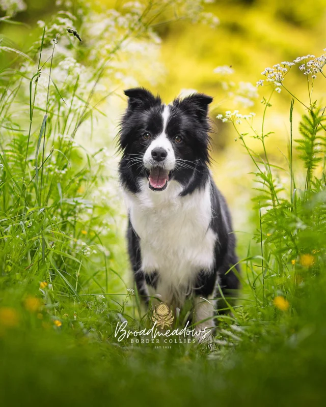 Nur ein Hund?

Wenn du die Entscheidung triffst, dein Leben mit einem Hund zu teilen, entscheidest du dich nicht nur für einen Hund. Du entscheidest dich für Haare auf jedem Kleidungsstück, für einen Tagesablauf, der von Blasenfüllständen bestimmt wird, für morgendliches Kratzen an der Schlafzimmertür, für eine kalte Nase im Nacken und nasse Pfotenspuren im Flur.

Du entscheidest dich für Spaziergänge im Regen, für Gespräche mit anderen Hundebesitzern, für ungefragte Tipps auf der Hundewiese und für den Satz: »Das hat er ja noch nie gemacht.« Du entscheidest dich für Gummistiefel im Flur und Handtücher in jedem Zimmer, für Sabber am Fenster und für Haare im Kaffee. Du entscheidest dich für Hundekekse in jeder Hosentasche, für Spielzeugkisten und ein teures Hundebett – nur um zu erkennen, dass der Hund weiterhin am liebsten auf deiner Jacke liegt. Du entscheidest dich für Futtersäcke in der Speisekammer, für Tierarztrechnungen, für eine Haftpflichtversicherung und dagegen, eine Krankenversicherung abzuschließen.

Du entscheidest dich für eine Urlaubsplanung nach Hundeverträglichkeit, für Hotels mit Hundebett, und Ferienhäuser, die Hunde auch in den Betten erlauben. Du entscheidest dich für Social Media voller Hundebilder, für Likes von Menschen, die du nie getroffen hast, für Diskussionen über Barf oder Trockenfutter und für das sichere Wissen, immer alles falsch zu machen. 

Du entscheidest dich gegen alte Freunde, die deinen Hund nicht mögen, und für neue, die du nur mit Leine in der Hand kennengelernt hast. Du entscheidest dich für Bekanntschaften, die entstehen, weil eure Hunde sich verstehen – und für Freundschaften, die bleiben, obwohl ihr selten über etwas anderes als über eure Hunde gesprochen habt. 

Du entscheidest dich für nasse Küsse, für freudiges Schwanzwedeln, für geteilte Sofas und geteilte Lebenszeit. Du entscheidest dich für Abschiede, die zu früh kommen, für Tränen und Erinnerungen, für ein Herz, das zu groß ist für ein Menschenleben – und für eines, das mit jedem Hund ein bisschen größer wird.

Du entscheidest. Wieder und wieder. Die anderen – die ohne Hund – werden das niemals verstehen.