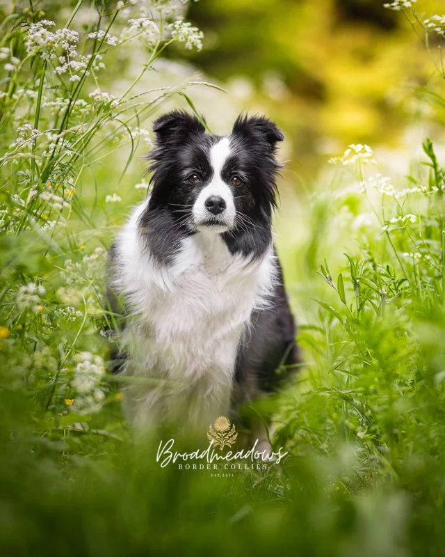Als Züchter – da macht man sich am besten gar nichts vor – ist man immer verantwortlich. Wenn es nicht läuft, wie es laufen sollte, dann heißt es: »Der Züchter ist schuld!« Wenn der Hund die Erziehungsmethoden des menschlichen Gegenübers hinterfragt: »Der Züchter ist schuld!« Wenn er nicht stillsitzen, Fuß laufen, sich unterordnen oder auf dem Sofa kuscheln will: »Der Züchter ist schuld!« Allein, wenn alles gut läuft, hat der Züchter damit nichts zu tun. Denn das, so hört man, hat man ganz alleine hinbekommen.

Bevor nun jemand mit Gewährleistung kommt: gerade geht es mir gar nicht um gesundheitliche Fragen. Wenn der Rüdenwelpe beispielsweise doch nur einen Hoden hat oder Erkrankungen auftreten, die eindeutig erblich bedingt sind, hat jeder Züchter sich verantwortlich zu zeigen. Wer sich nicht dazu verhält und aus der Verantwortung stiehlt, schadet nämlich nicht nur dem eigenen Ruf, sondern auch dem Ansehen seines Zuchtvereins. Über Schuld muss hier also gar nicht diskutiert werden. Was feststeht, steht fest.

Aber was, könnte man sich nun fragen, ist mit all den anderen Dingen? Denen, die nicht so eindeutig sind? Inwiefern muss der Züchter den Welpenkäufern bei Erziehungsfragen beratend zur Seite stehen? Nicht nur einmal, sondern beständig? Bei Tag und bei Nacht? Denn oftmals scheint genau das der Erwartungshaltung zu entsprechen: »Ich habe zweitausend Euro für einen Rassehund bezahlt, also habe ich auch ein lebenslanges Anrecht auf kostenlose Beratung – und einen Hundetrainer, der mir immer zur freien Verfügung steht!« 

Ich frage mich, ob es tatsächlich Züchter gibt, die das leisten können. Die nichts Besseres zu tun haben, als täglich alle Welpenkäufer abzutelefonieren und nachzufragen, ob man noch glücklich ist. Verstehen Sie mich nicht falsch: Selbstverständlich nimmt man sich die Zeit, wenn Fragen kommen. Und selbstverständlich versucht man auch nach Möglichkeit, Lösungen anzubieten. Aber: Als Welpenkäufer hat man einen Züchter, als Züchter viele Welpenkäufer. Und was aus einem Welpen wird, hängt nicht nur vom Züchter ab – sondern auch davon, wer ihm das Leben erklärt. Oder wie. Und das – das kann man niemandem abnehmen.