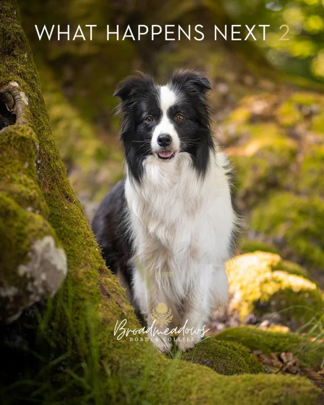 WHAT HAPPENS NEXT? (2)

Cordula ruft an, weil ihre Therapeutin gesagt hat, ein Hund könne helfen. Gegen das Alleinsein. Gegen die Angst. Gegen dieses Gefühl, dass alles irgendwie zu spät ist, aber man trotzdem weiterfunktionieren muss. Cordula glaubt, sie hätte es verdient, dass etwas sie bedingungslos liebt. Am besten mit Knopfaugen.

Die Nummer steht auf einer Homepage mit vielen Ausrufezeichen. Familienzucht. Mit Herz. Auf dem Land. Die Welpen heißen Amy, Austin und Abby. Sie sehen aus wie gebackene Glücksversprechen. Cordula zögert nicht. Was kann schon schiefgehen?

»Ja?« sagt eine Frau mit einer Stimme wie Kräutertee. »Hallo«, sagt Cordula, »ich interessiere mich für einen Welpen.« Am anderen Ende raschelt es. »Aha.«

Sie reden. Cordula erzählt, dass sie eine Altbauwohnung mit Dielenboden hat. Dass der Park gleich um die Ecke ist. Dass sie im Homeoffice arbeitet. Manchmal. Unregelmäßig. Und dass die Nachbarin sich freut. Also: Sie hat genickt, als Cordula davon erzählt hat. »Wie viel Zeit haben Sie denn für einen Welpen?« fragt die Frau. Cordula lacht. »Genug.« Was gelogen ist. Aber was ist schon wahr in einer Welt, in der man etwas nur laut genug sagen muss, damit andere es glauben?

»Wir geben nicht an Ersthundebesitzer ab«, sagt die Stimme am anderen Ende. Cordula versteht nicht. »Wieso das denn?« Die Kräuterteestimme seufzt. »Weil wir Verantwortung tragen.«

Das Gespräch endet. Cordula legt auf. Sie hat keine Lust mehr auf Herzchen. Sie will einen Hund. Jetzt. Also googelt sie »Welpen sofort abzugeben«. Findet ein Inserat mit Handyfotos. »Noch 3 da!« steht da …

WHAT HAPPENS NEXT? Du kennst die Antwort. Oder glaubst es zumindest. Erzähl’s mir! In den Kommentaren. Oder deinem Hund.