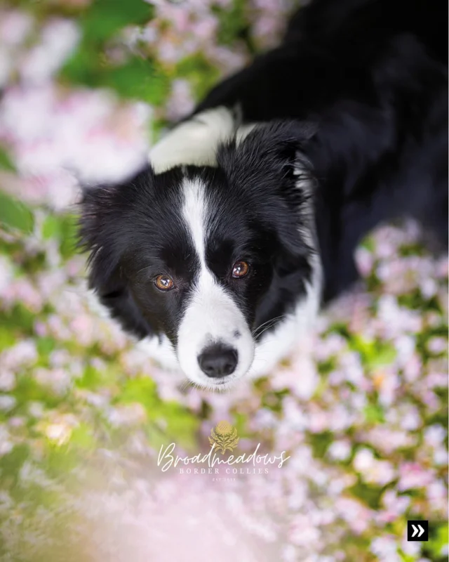 Weitermachen!

#bordercollie #hundeblogger #dancingonmyown
