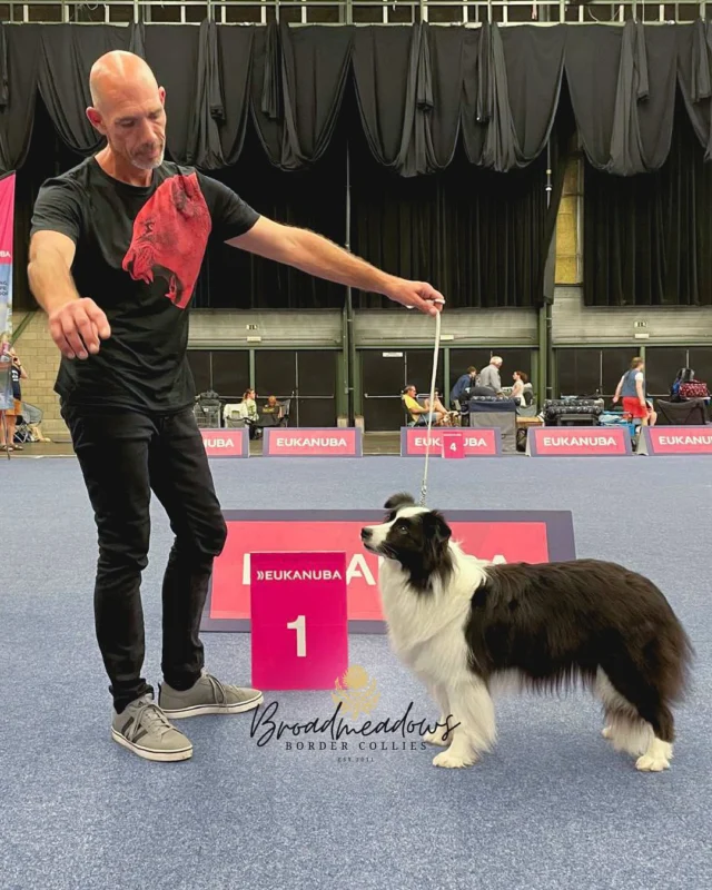 Wer behauptet, Hundezucht sei ein gemütliches Hobby, hat vermutlich noch nie versucht, gleichzeitig in Belgien, der Schweiz und Niedersachsen zu glänzen. So unterschiedlich die Schauplätze, so einig der Eindruck: Unsere Nachzuchten können sich sehen lassen. Ob auf Deutsch, Französisch, Flämisch oder Schweizerdeutsch – »feiner Hund!« klingt überall gleich gut.

Wie beweert dat honden fokken een gezellig hobby is, heeft waarschijnlijk nog nooit geprobeerd tegelijk te schitteren in België, Zwitserland en Nedersaksen. Zo verschillend als de locaties ook zijn, zo eensgezind is de indruk: onze nakomelingen mogen er wezen. Of het nu in het Duits, Frans, Vlaams of Zwitsers is – »braaf beestje!« klinkt overal even goed.

Qui pense que l’élevage canin est un passe-temps tranquille, n’a sans doute jamais tenté de briller en même temps en Belgique, en Suisse et en Basse-Saxe. Aussi différents que soient les lieux, l’impression reste la même : nos descendants canins en imposent. Que ce soit en allemand, en français, en flamand ou en suisse allemand – « beau chien ! » sonne toujours bien.

Wer meinet, Hundezucht sii es gmüetlichs Hobby, het wahrscheinlich no nie probiert, gliechzitig i Belgien, dr Schwiiz und Niedersachsen z’glänze. So unterschiedlich wie d’Orte, so eindeutig s’Urteil: Öisi Nachzucht cha sech la seh. Uf Dütsch, Fränzösisch, Flämisch oder Schwiizerdütsch – »liebi Wuuf!« tönt überall guet.

28|06|2025 – CACIB Aarau (I)
Richterin: Petra Marova (CZ)
Broadmeadows J. Gatsby, Joey
Zwischenklasse Rüden (1) V1 CAC CACIB BOB

28|06|2025 – CAC Aarau 
Richterin: Monika Blaha (AUT)
Broadmeadows J. Gatsby, Joey
Zwischenklasse Rüden (1) V1 CAC BOS

29|06|2025 – CACIB Aarau (II)
Richter: Rui Filipe Alves Monteiro (PRT)
Broadmeadows J. Gatsby, Joey
Zwischenklasse Rüden (1) V1 CAC CACIB 
Schweizer Ausstellungschampion

29|06|2025 – CACIB Genk
Richterin: Anna Brankovic (SRB)
Broadmeadows Halo, Halo
Offene Klasse Hündinnen (1) V1 Res. CAC Res. CACIB
Simaro Queen of Hearts, Heidi
Veteranenklasse Hündinnen (1) V1 Bester Veteran
CIB-V Internationaler Veteranenchampion

29|06|2024 – CAC Garbsen
Richterin: Timea Dezsö (HU)
Broadmeadows Kate Moss
Jugendklasse Hündinnen (11) SG