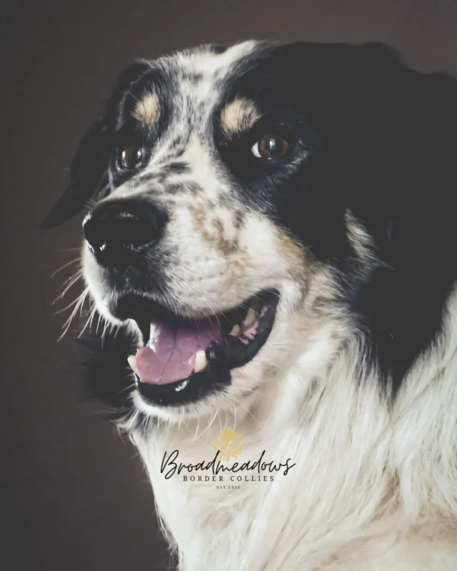 Ich meine, der Tierarzt wäre an einem Freitagabend gekommen, um den Hund einzuschläfern. Der Hund war ein Golden Retriever, zehn Jahre alt – einer mit Geschichte und ausgeprägtem Wesensproblem. Man hatte den Hund viel zu früh von der Mutter getrennt und im Kofferraum nach Deutschland gebracht – das vielleicht zur Erklärung –, und vor ihm hatte der Verkäufer meinen Eltern bereits drei andere Welpen angedreht. Der erste starb nach wenigen Wochen an Staupe. Was mit den anderen beiden geschah? Daran kann ich mich nicht mehr erinnern. 

Der Retriever wehrte sich, als der Tierarzt sich zu ihm herunter beugte. Er lag vor der Terrassentür und meine Mutter weinte. Sonst weinte niemand um ihn. Er knurrte einmal, zweimal, als der Tierarzt die Spritze ansetzte. Dann war es still. 

Am darauffolgenden Morgen fuhr ich früh zum Dienst. An den Wochenenden waren die Dienste meistens entspannter, weil die Bewohner des Wohnheims, in dem ich seit dem Sommer meinen Zivildienst ableistete, nicht für die Arbeit in der Werkstatt oder für die Tagesbetreuung fertig gemacht werden mussten. Zuhause stand man unterdessen auf, bereitete das Frühstück vor, holte die Zeitung aus dem Briefkasten – und bemerkte schließlich auch die Leere, die geblieben war. 

Meine Mutter schlug die Tageszeitung auf. Suchte nach den Kleinanzeigen. Blieb bei einer hängen: Sechzehn Wochen alte Border Collie Welpen mit VDH-Papieren. Was daraufhin geschah, ist über die Jahre so oft erzählt worden, dass es fast wie eine Legende klingt. Als ich vom Dienst im Wohnheim nach Hause zurückkehrte, lag der neue Welpe jedenfalls schon unter dem Esszimmertisch. 

Er wurde nur achteinhalb Jahre alt. Einfach so, aus dem Leben gerissen. Ein rupturierter Milztumor. Ein Atemstillstand auf dem Operationstisch. Kein Abschied. Nichts. Würde er verstehen, dass sein kurzes Leben bis heute nachwirkt? Dass alles was ich heute bin, auf einen scheuen Blick zurückzuführen ist, der mich vor fünfundzwanzig Jahren traf? Aus Tagen werden Jahre. Aus Geschichten immer neue Geschichten. Aber am Anfang stand ein Hund.

Und ich erzähle noch immer von dir.

Bram von der Leimkaul
8.8.2000–5.4.2009