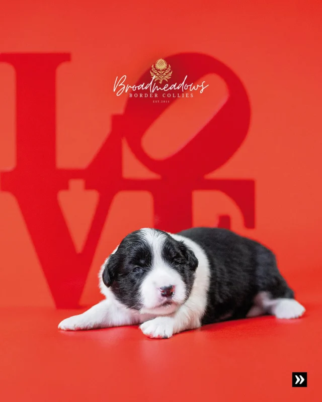 Love Is All Around

Die zweite Lebenswoche unserer Welpen: Von Augen, die sich öffnen, vom ersten Licht, das sie sehen – und von dem, was Menschen darin zu erkennen meinen.